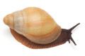 Archachatina marginata candefacta Cameroon b semiadult, 6cm